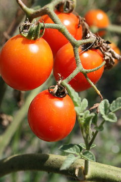 Cherry tomato in green house