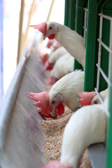 Eating birds on poultry farm