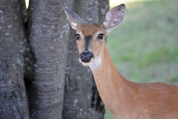 Elk in the forest. Yellowstone national park, USA