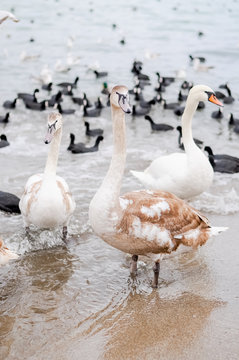 Cygnets swans wintering on the beach of the Black Sea