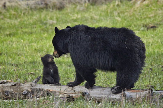 Black bear (Ursus americanus) sow and cub of the year, Yellowstone National Park, Wyoming