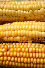 Maize corncobs