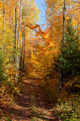 Fototapety  Herbstlicher Wanderweg