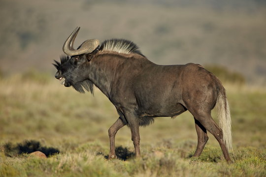 Male black wildebeest (white-tailed gnu (Connochaetes gnou) calling, Mountain Zebra National Park 
