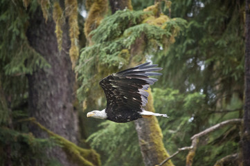 Bald Eagle in Flight, Anan Creek, Alaska