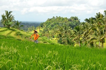 Scerecrow on green rice fields on Bali island Indonesia