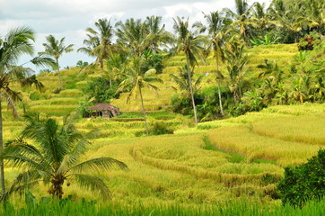 Fototapeta na wymiar Green rice fields on Bali island Indonesia