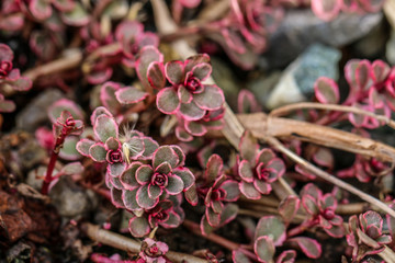 Sedum spurium stonecrop dark red, two coloured
