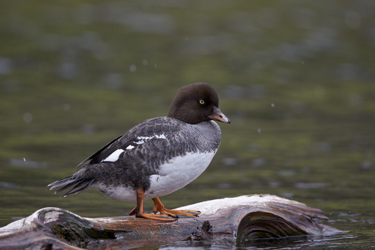Female Barrow's Goldeneye (Bucephala islandica), Yellowstone National Park, Wyoming 