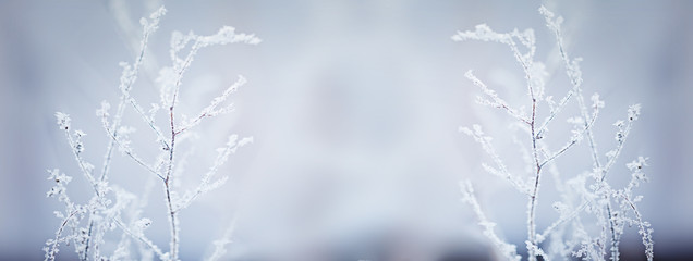 Winter nature background. Winter landscape. Winter scene. Frozen flower. Banner