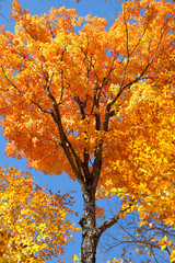Fototapeta na wymiar Herbstpanorama