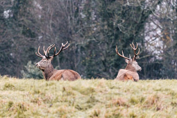 Red deer in foggy field