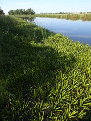 Treene bei Bergenhusen