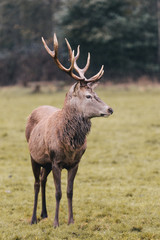 Red deer in foggy field