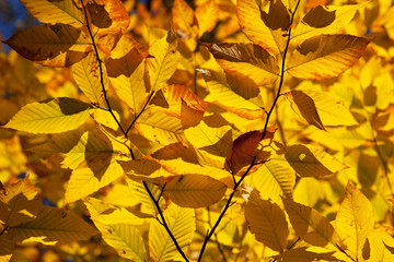 Herbstlaub