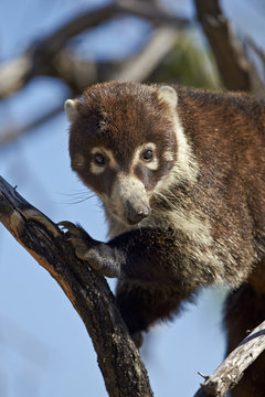 White-nosed coati (Nasua narica) in a tree, Chiricahuas, Coronado National Forest, Arizona