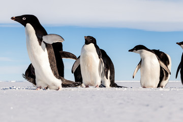 Obraz premium Bored Adelie penguin