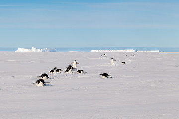 Naklejka premium Adelie penguins crossing