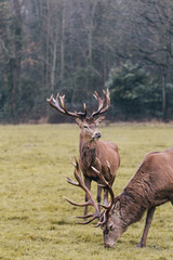 Red deer in foggy field