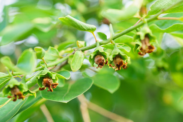 Flowering persimmon (lat. Diospyros)