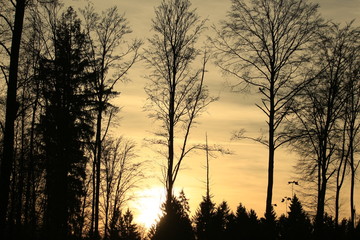 Sonnenuntergang im Wald