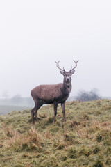 Red deer in foggy field