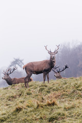 Red deer in foggy field