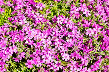 many pink flowers in early spring on the ground