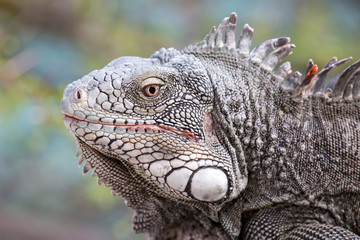 Obraz premium Schöner Leguankopf