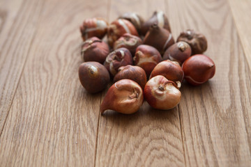 tulip bulbs for gardening
