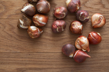 tulip bulbs for gardening