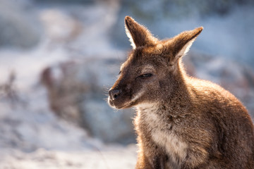 Portrait of kangaroo/wallaby