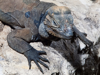 Rhinoceros iguana, aka Goliath Dragon, Cyclura cornuta, threatened species of lizard of Caribbean lying on the rock, Dominican Republic, Central America