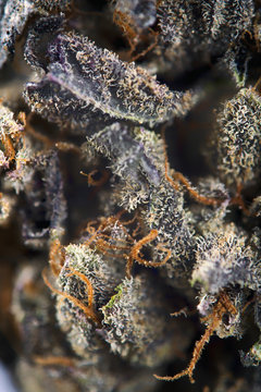Macro detail of cannabis bud with visible hairs and trichomes, m