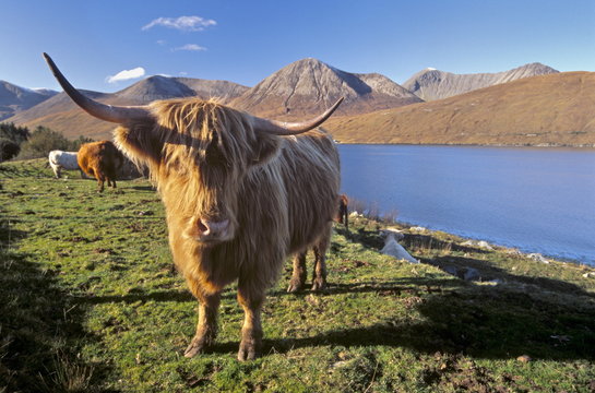 Highland cattle, Loch Hainort and Red Cuillins (Red Hills), Isle of Skye, Inner Hebrides, Scotland