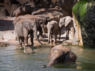 Manada de elefantes © Mar