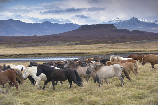 Icelandic horses near Snorrastadir, Eldborg volcano, snow-covered peaks of Ljosufjoll and Eldborg volcano visible behind, Snaefellsnes Peninsula, West Iceland, Iceland