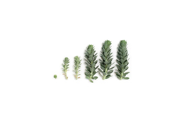 Pattern of blue succulent plants (spurge) arranged on white 