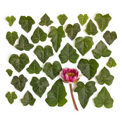 Creative arrangement of dogwood green leaves (cornus alba) 