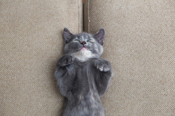 sleeping grey kitten
