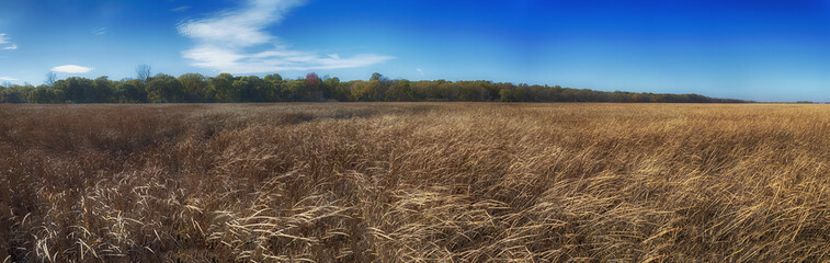 Panoramic view of Point Pelee National Park yellow grass during