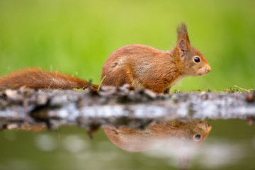 Red Squirrel