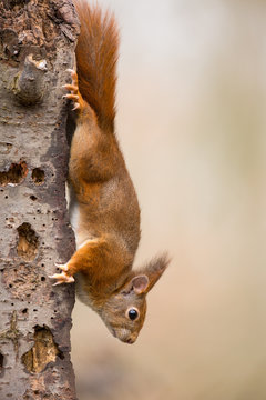 Red Squirrel