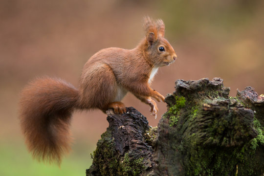 Red Squirrel