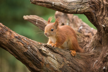 Red Squirrel
