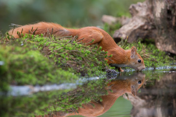 Red Squirrel