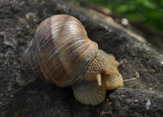 Burgundy snail(Helix pomatia)