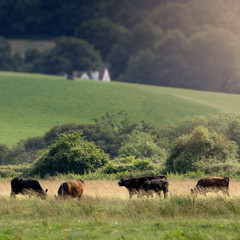 Fototapeta na wymiar Five Cows grazing on the hill. Little House on the background. Devon. England