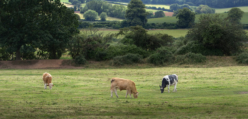 Three cows grazing on a meadow. Devon. England