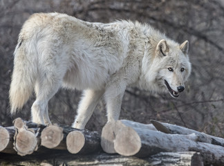 Fototapeta premium Just Looking